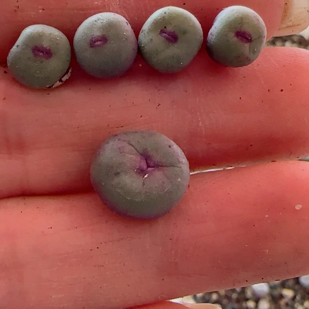 梦***了全年红嘴。