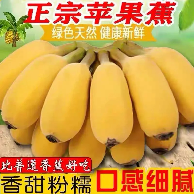 新鲜现摘正宗苹果蕉青蕉发货薄皮香蕉香甜软糯产妇孕妇水果一整箱