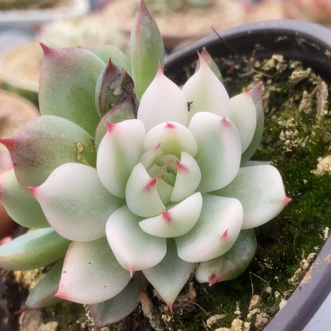 36年锦锦锦锦锦锦锦