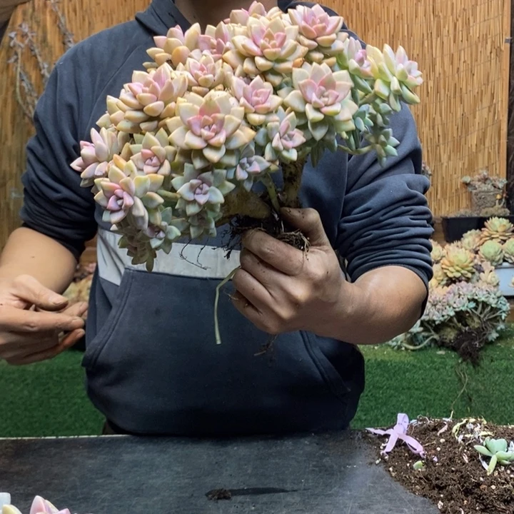 糖***骨414 号淡雪多肉植物