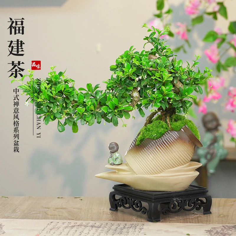 老桩飘枝福建茶盆景室内外四季常青花卉绿植盆栽