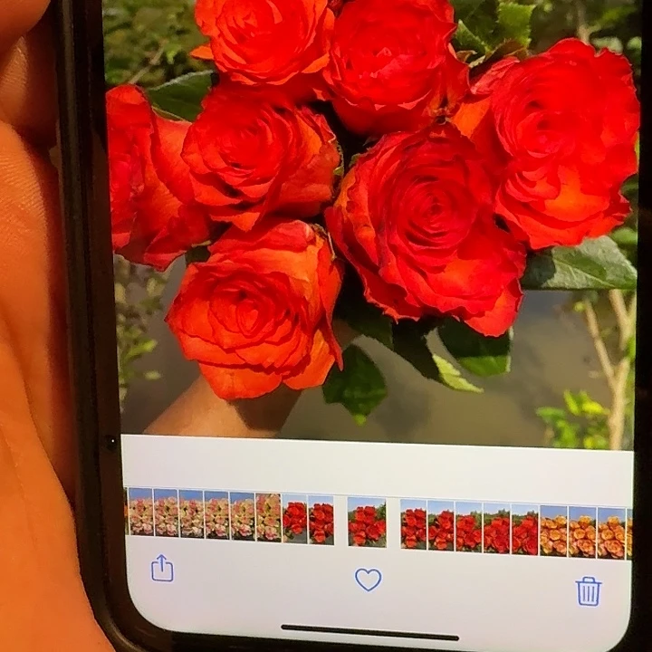 无花朵流星根接小苗