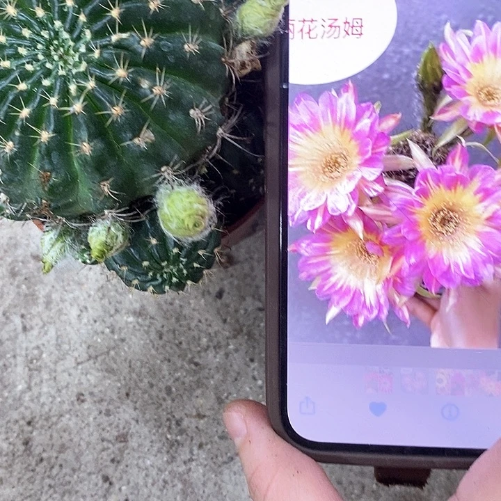 汤姆丽花，37890000