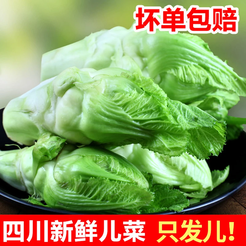 【只发儿】2024四川儿菜新鲜蔬菜时令娃娃菜产地直发批发农家