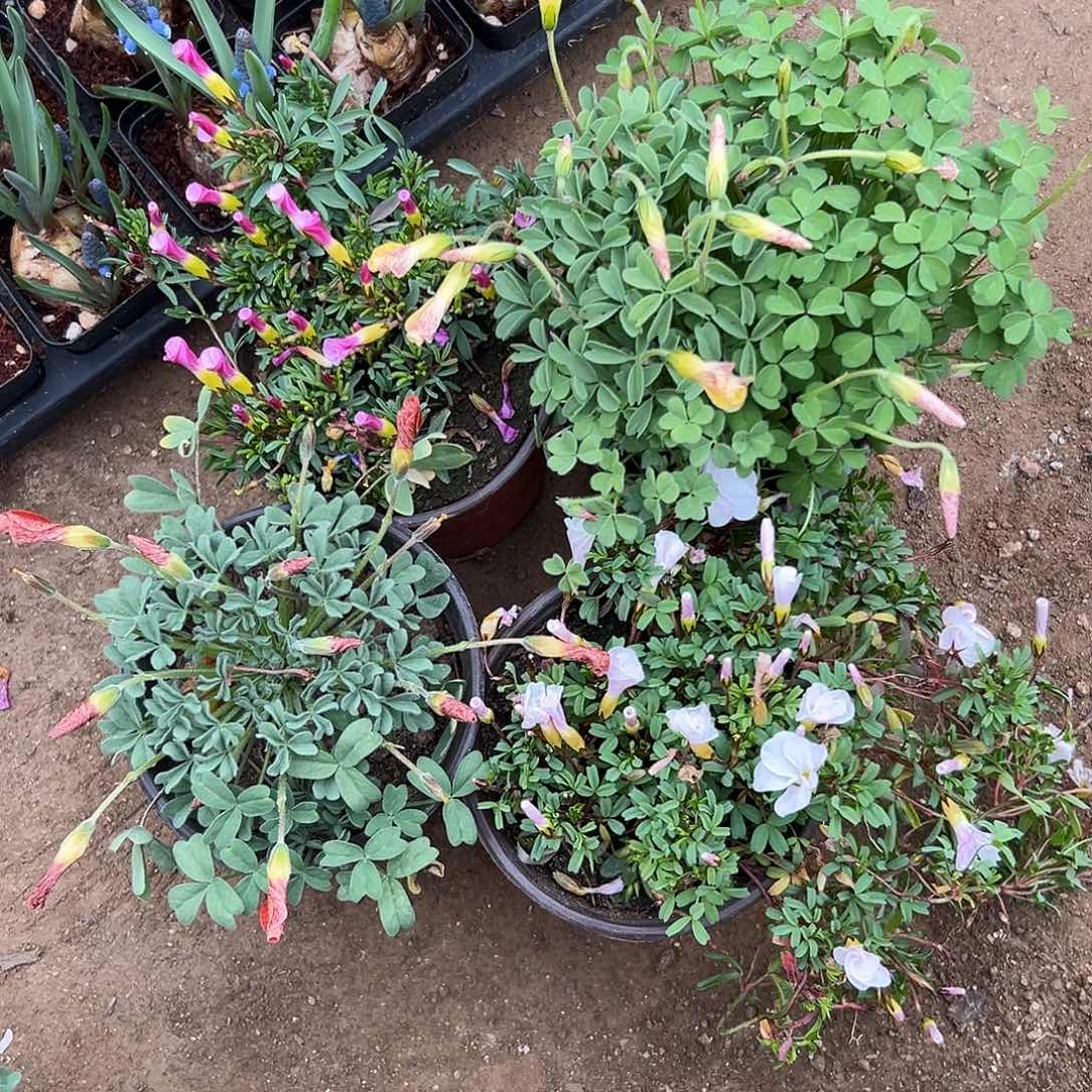 枫****多肉植物四颗酢浆草