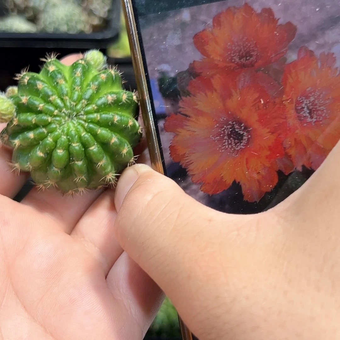 齿微丽花属仙人球侧芽一颗