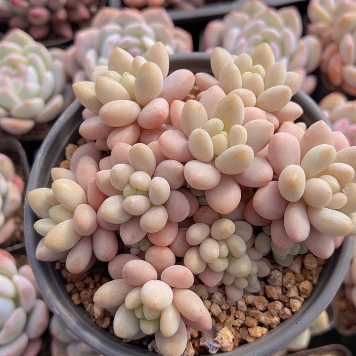 健健康康平平安安