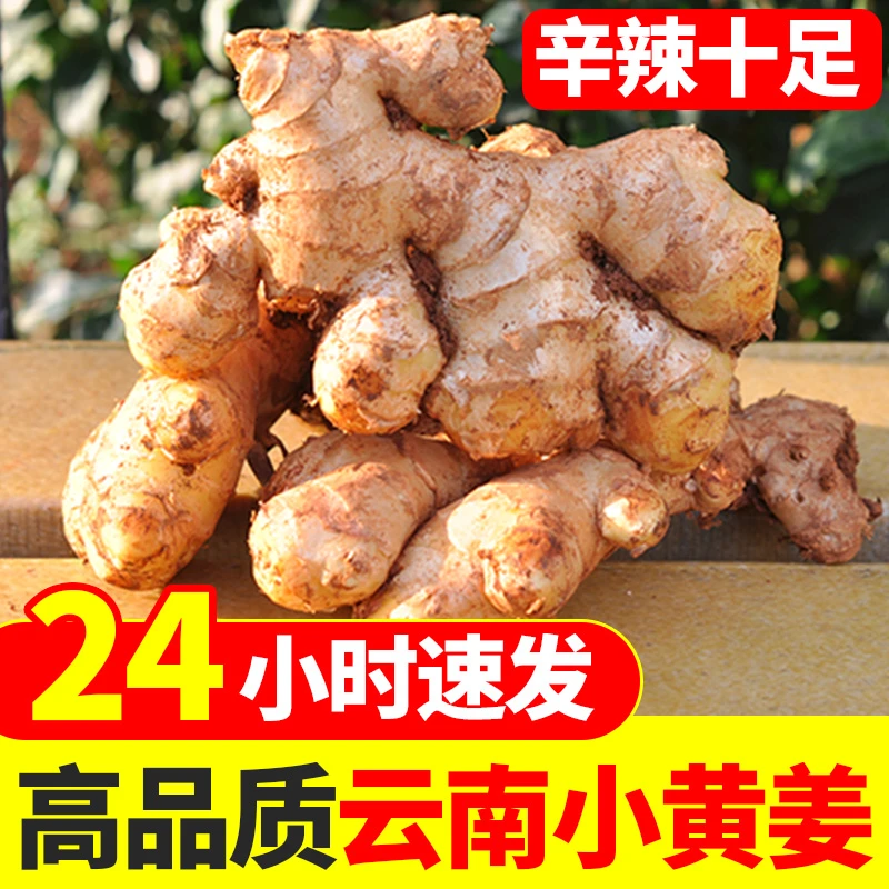 初柠柔云南山地小黄姜生姜现挖蔬菜老姜辛辣十足