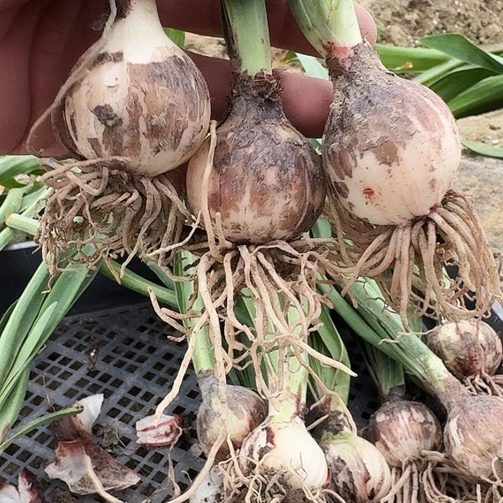 双绿朱顶红一棵3.5