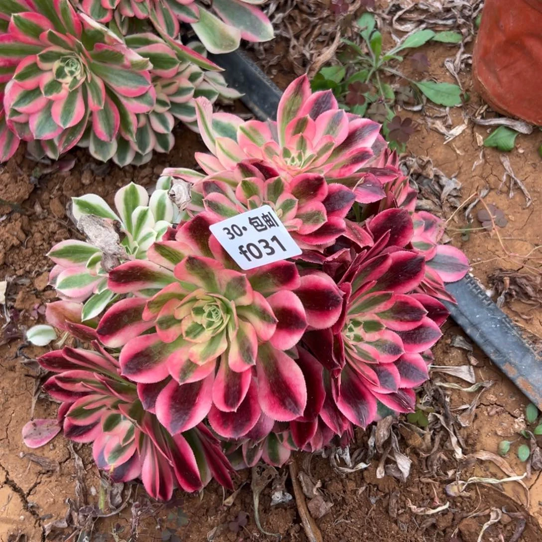 031女郎多肉法师