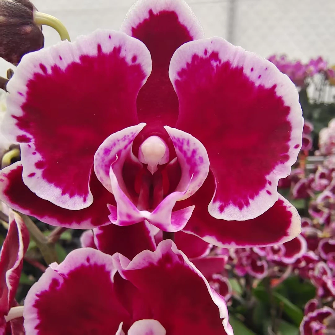 蝴蝶兰【拉丁舞裙】高端花卉 暗黑色系 花色高级 客厅美观
