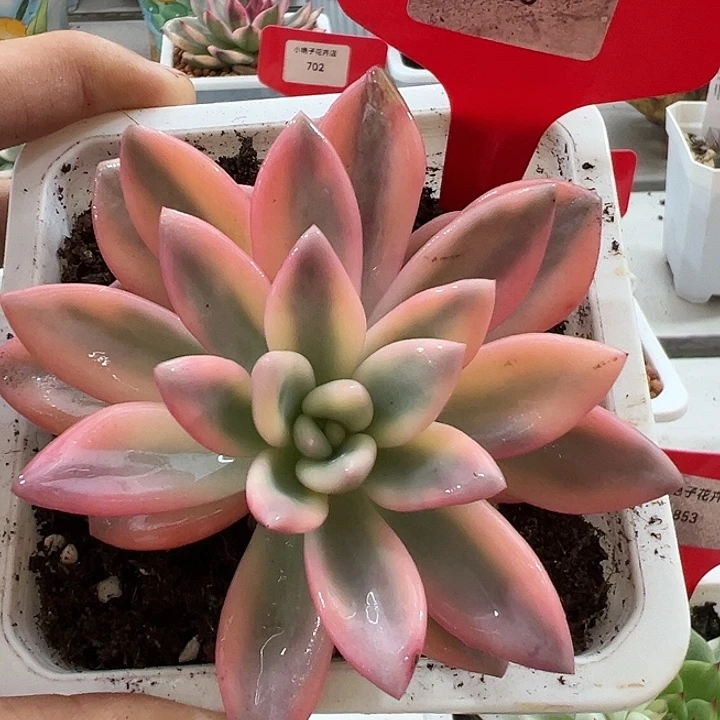 686号彩色奥普锦多肉