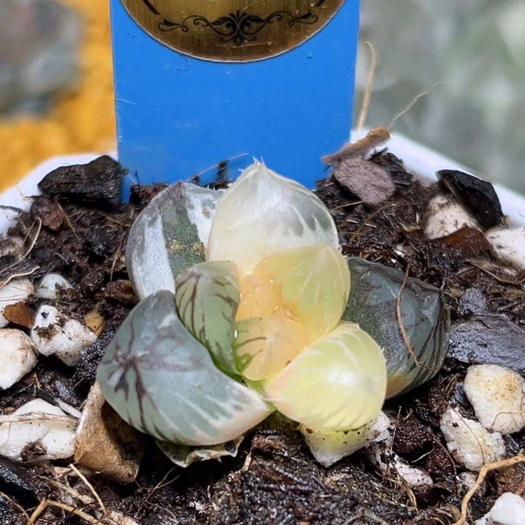 恭喜发财大吉大利739龙爪