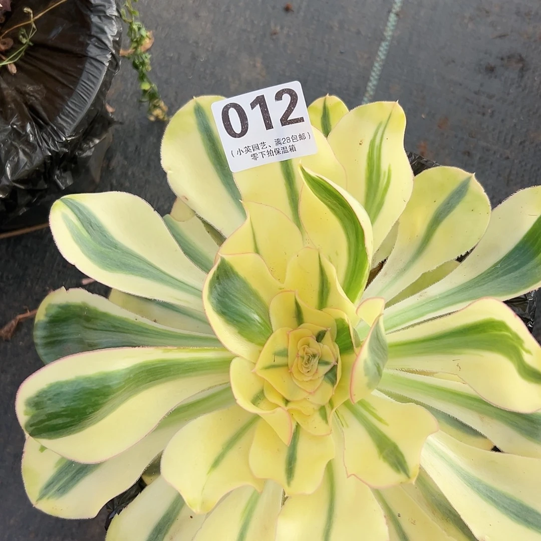 燕姿012多肉植物多肉植物