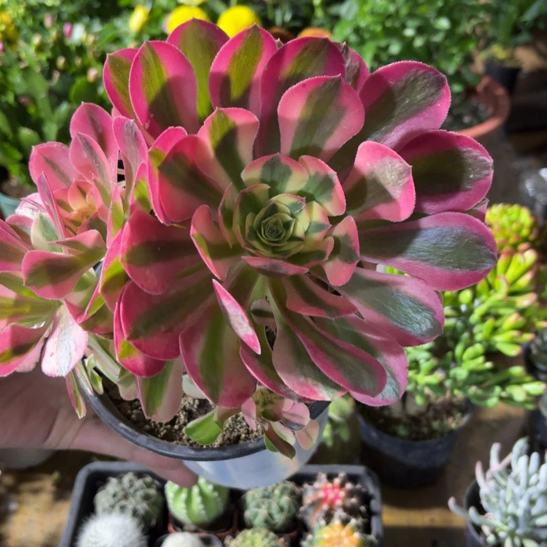 粉女屋！！！！好看多肉！