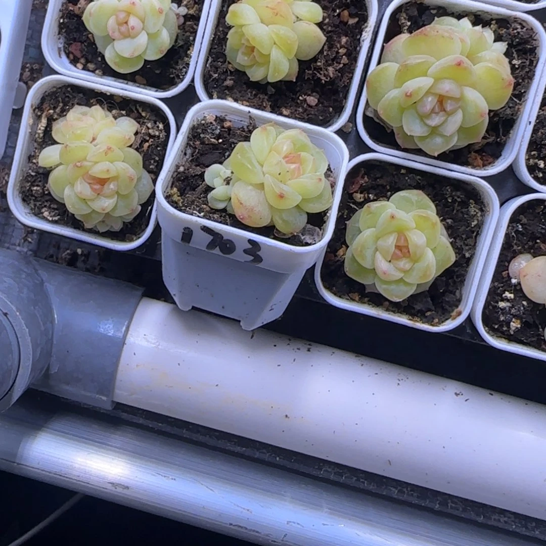 *****1703 盆白灯下一个满25包邮