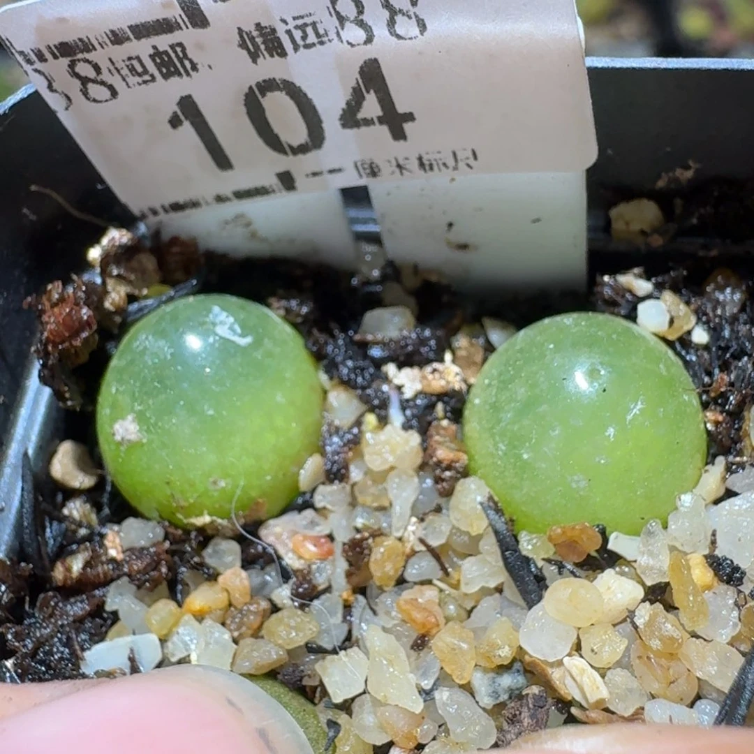 Sss精品便宜出了104