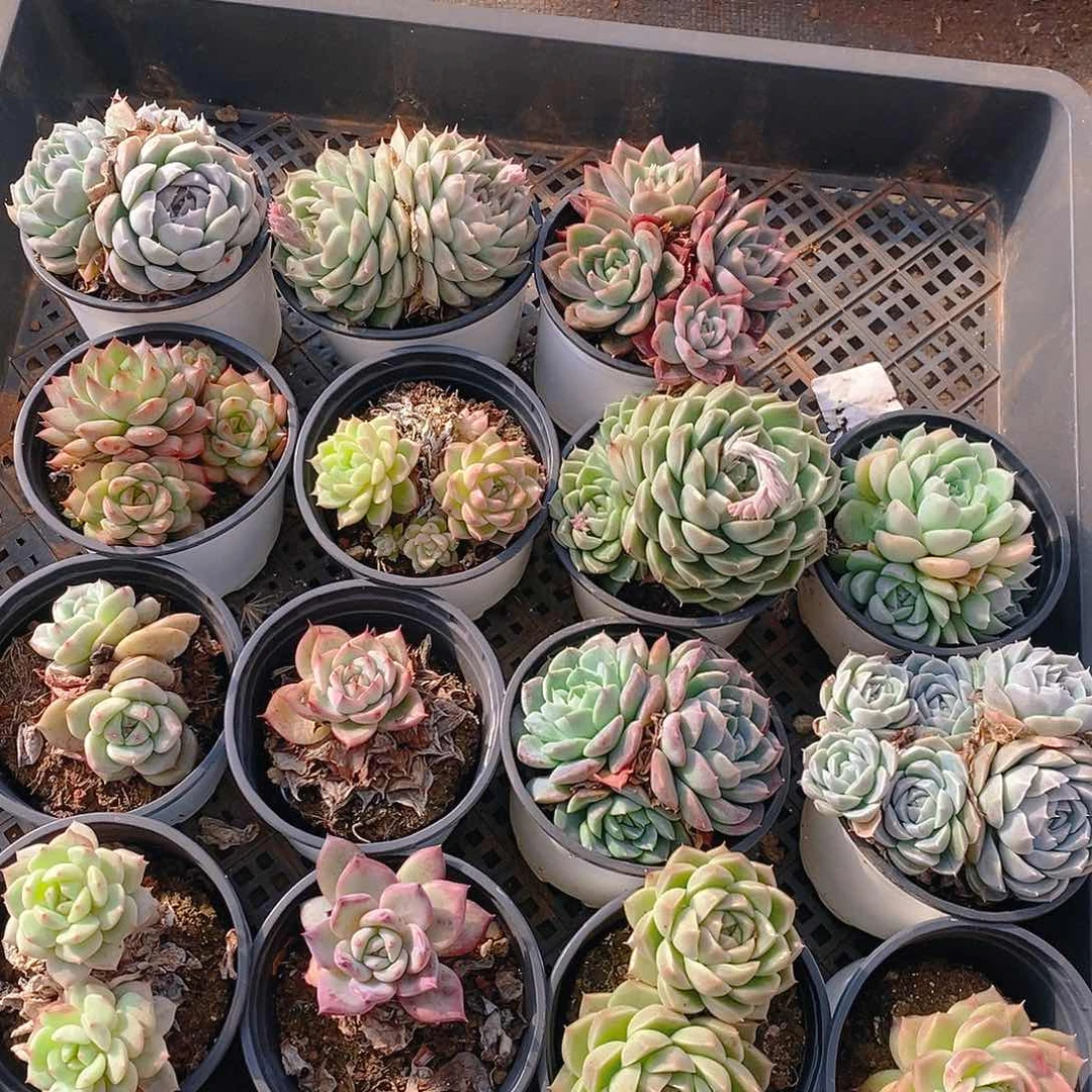 【闪购商品】云258号