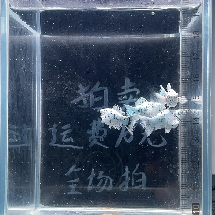 孔雀鱼一个半月鱼龄钻石眼奶牛玛丽球四条
