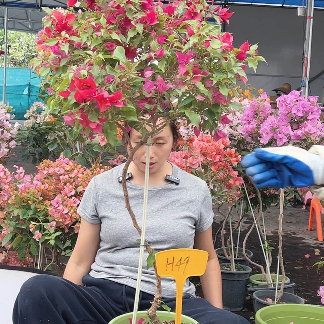 阿***姐大部分花苞少量开放H49酒红桑巴