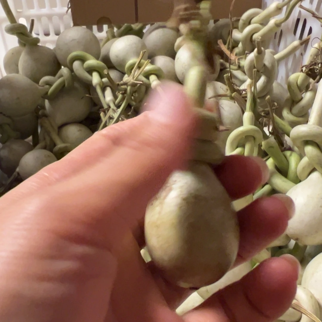 大*豪一物一拍一物一拍