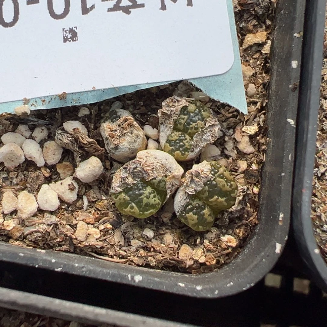 10-63肉锥多肉植物