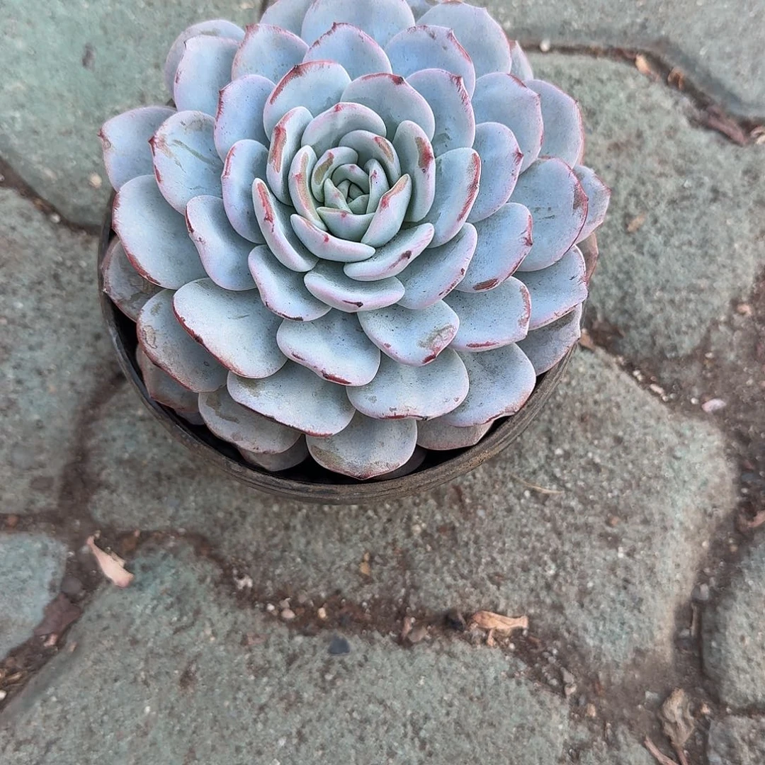 三***物奶茶大单头多肉植物