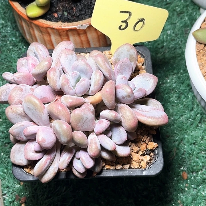 三明治30号码牌子的话