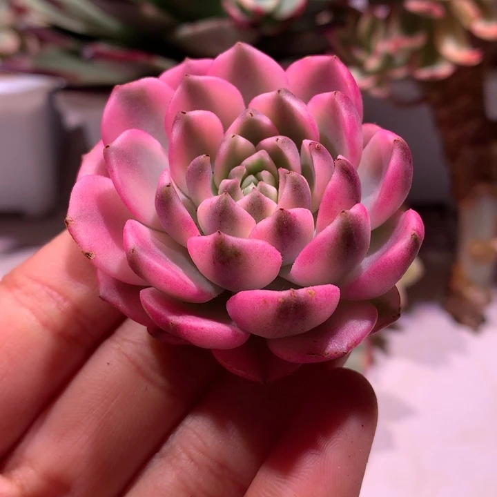 粽玫瑰腹轮锦锦锦锦锦