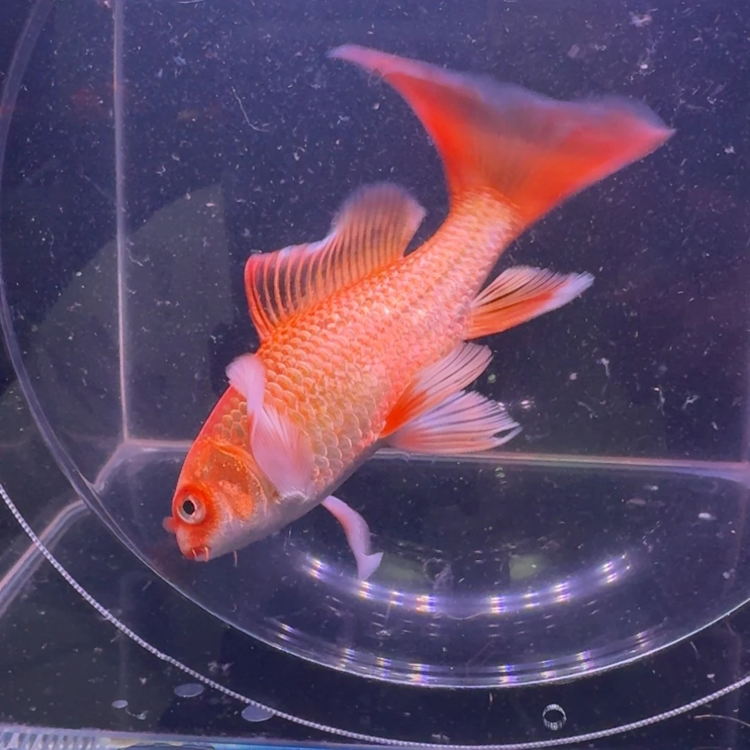 红色蝴蝶鲤10到15公分