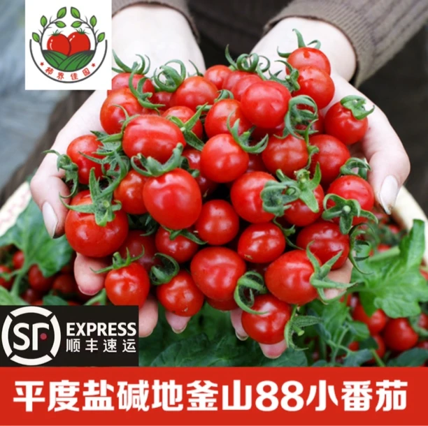 盐碱地釜山88玲珑小番茄圣女果，产地现摘现发，顺丰包邮