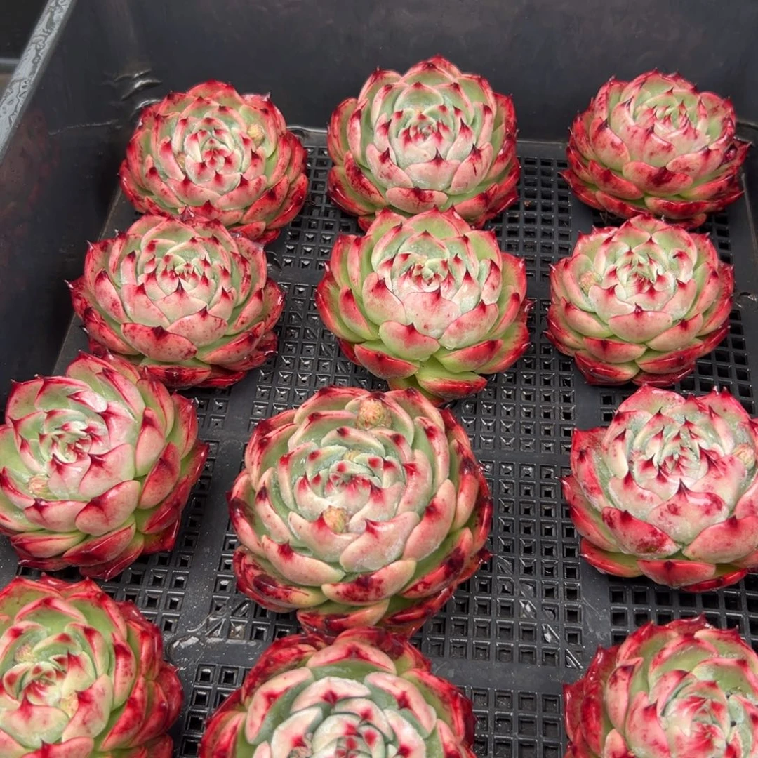 从前慢花园多肉编号1223-卡罗拉