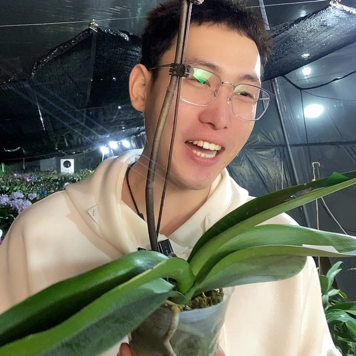 无花朵幻影蝴蝶兰