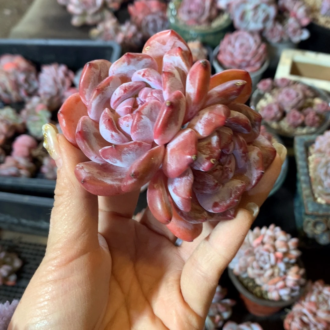 想好再拍，退了拉黑，理性购物