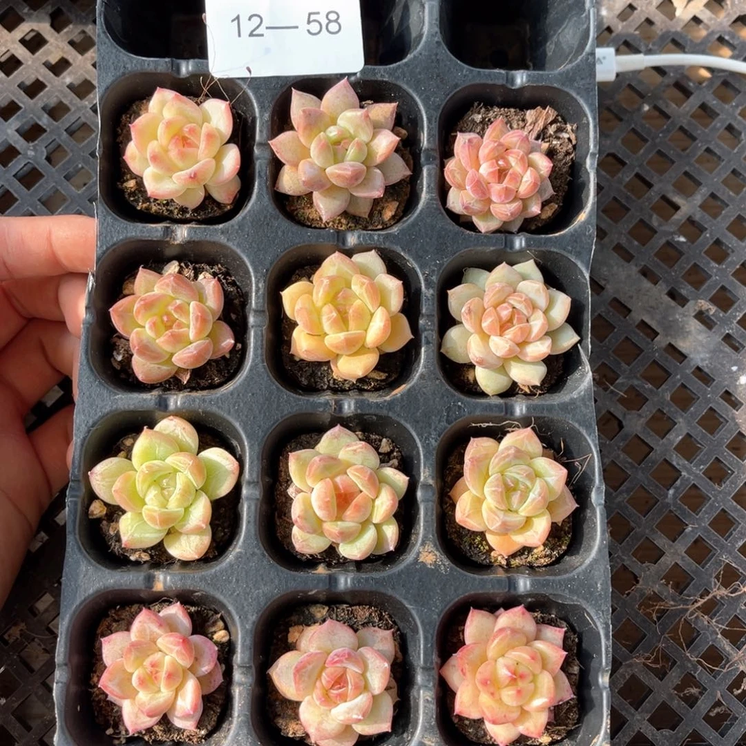 多肉一物一拍12-58