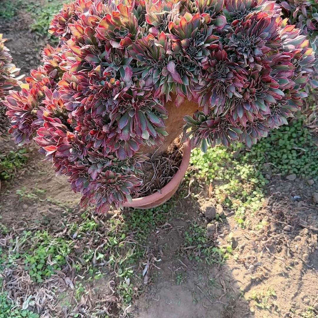 冰****7缀话脱土发货缀话