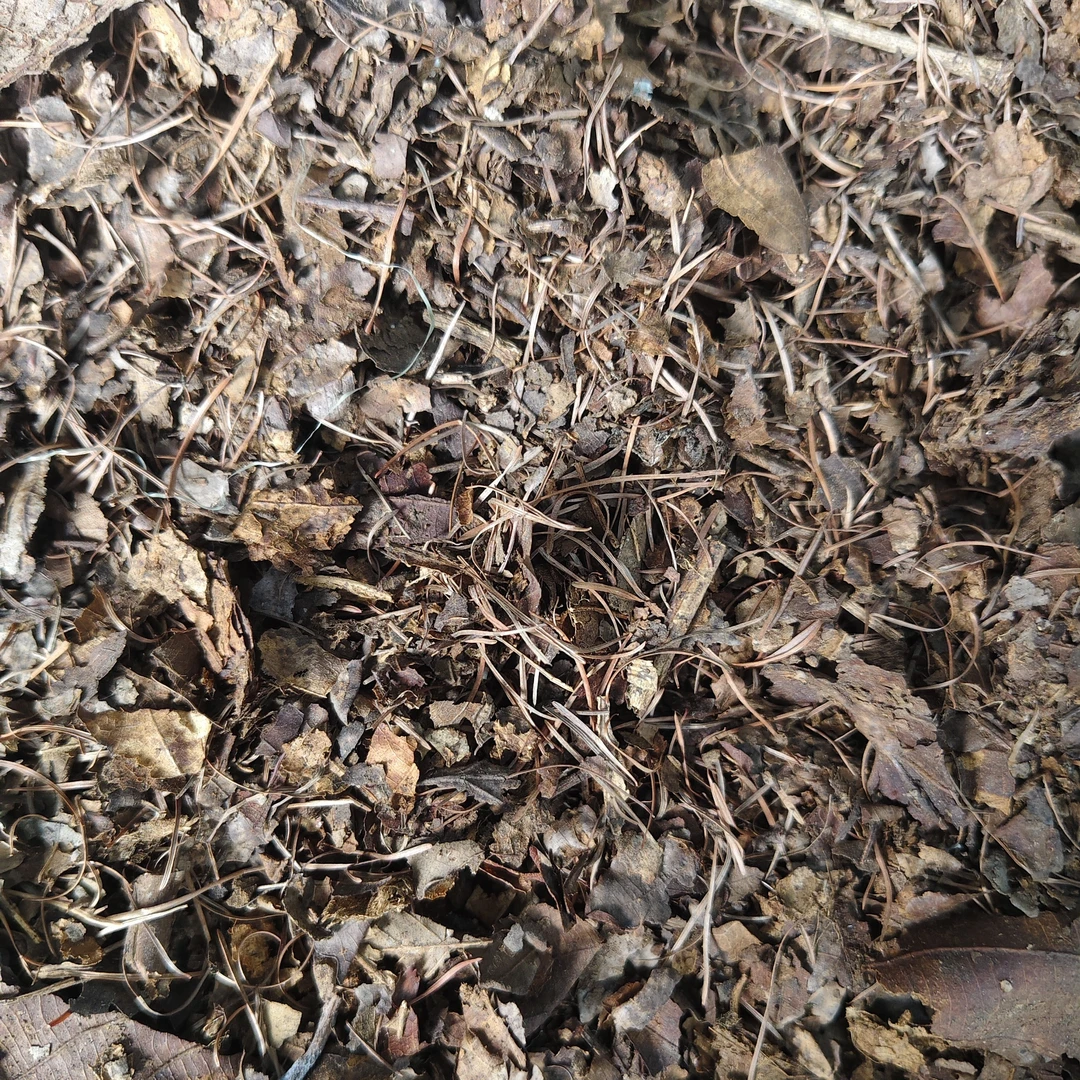 君子兰专用土腐叶土橡树叶配松针5.5斤装