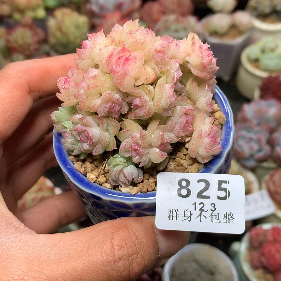 精控拇指盆12.3825