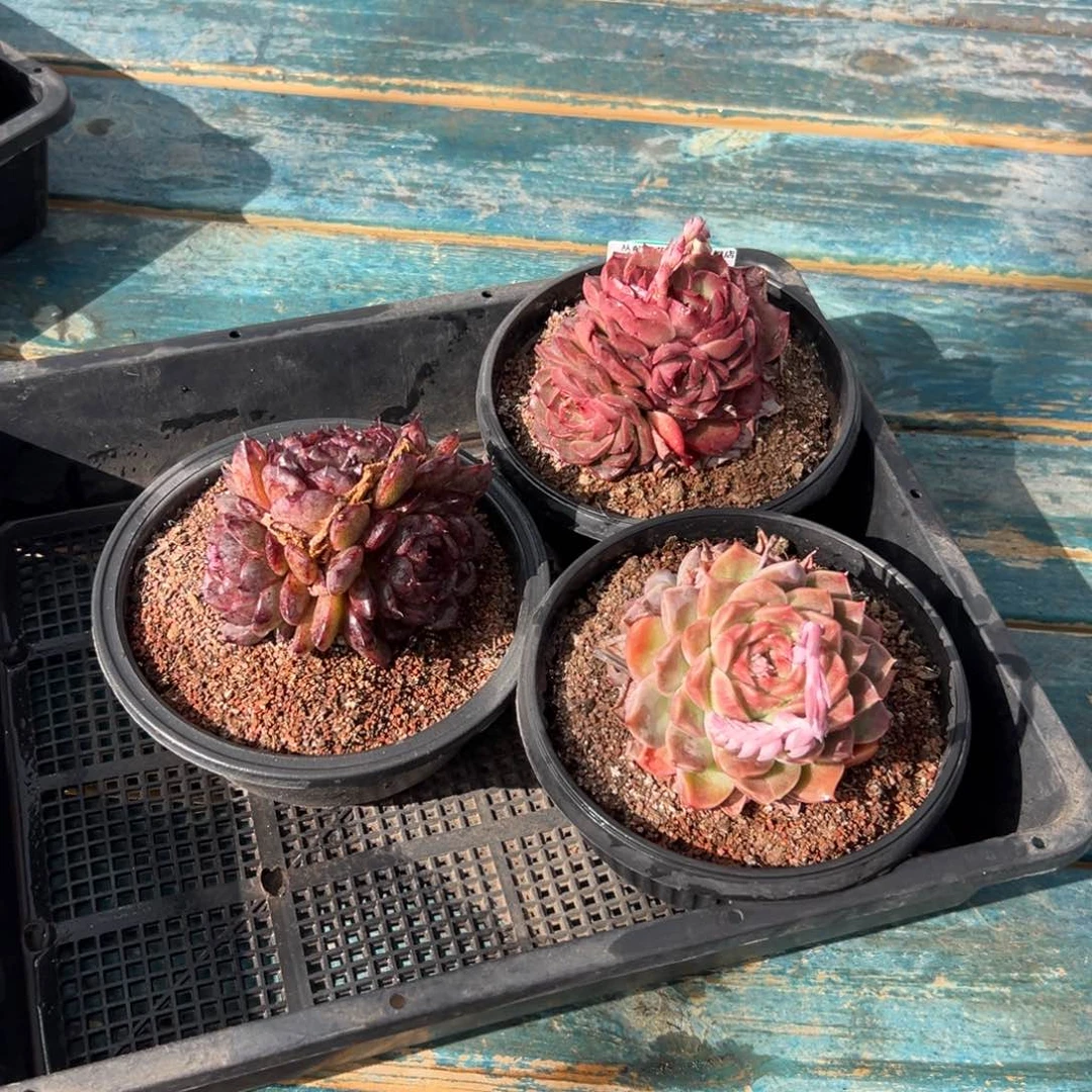 多肉精选编号0119.266