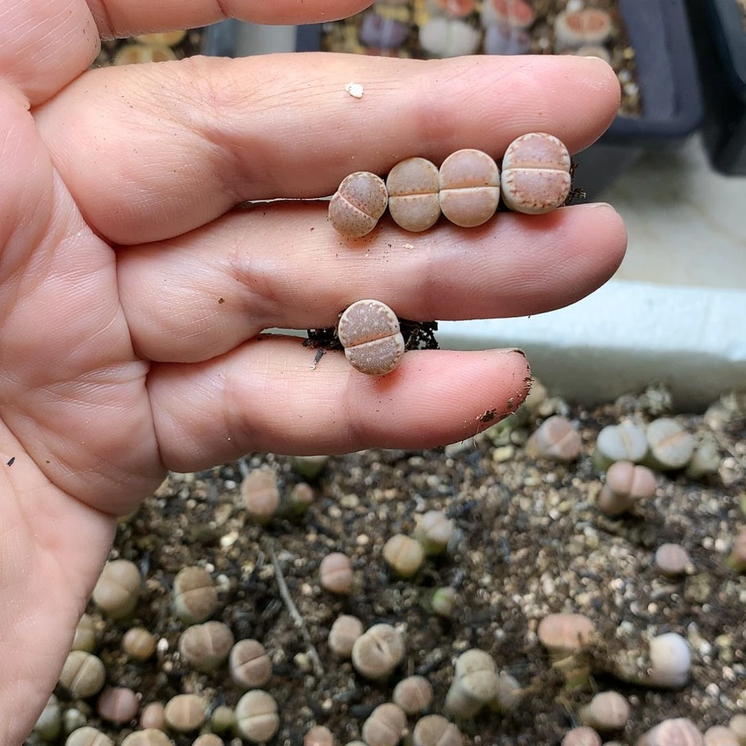 G277多肉植物保护研究所