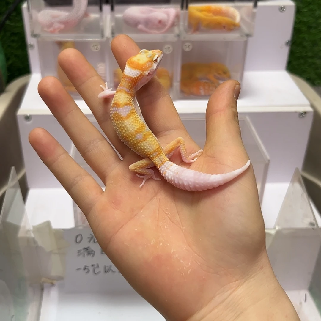 豹纹守宫豹纹守宫