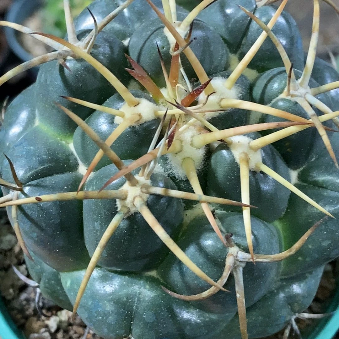 孤品实生特选株强豪刺大尤安宅象芽福利