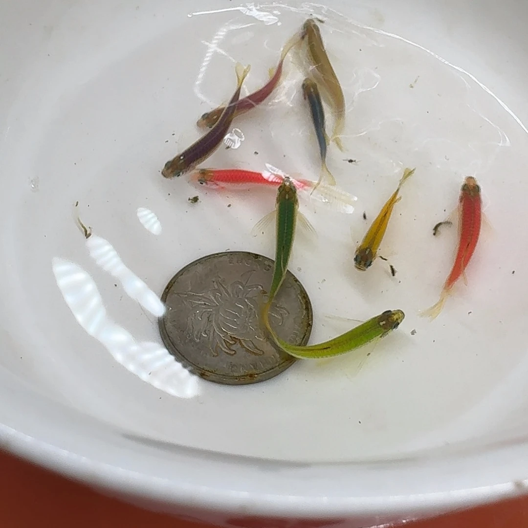 斑马鱼2组包邮2-3cm豹纹蝶翼斑马10条