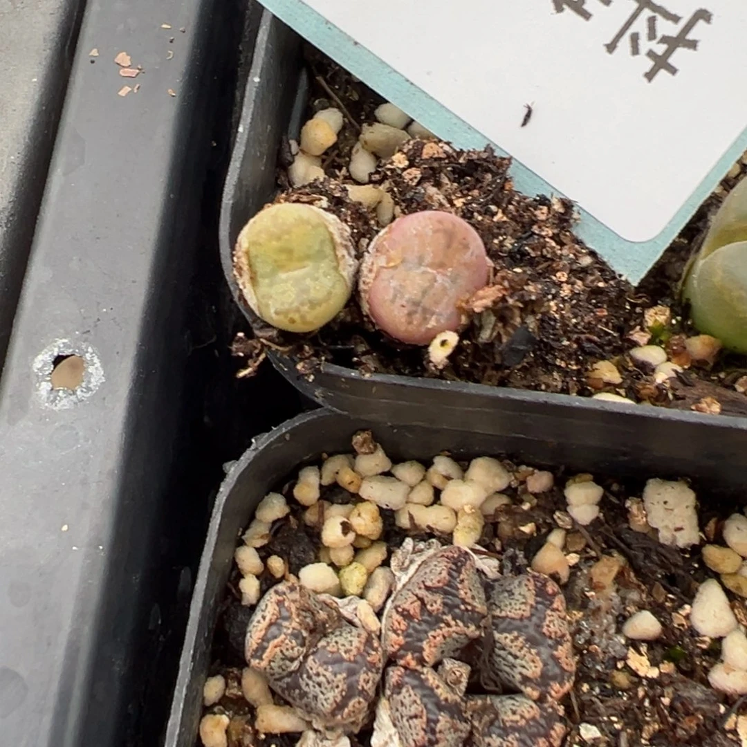 19-88量拍毛杂一颗