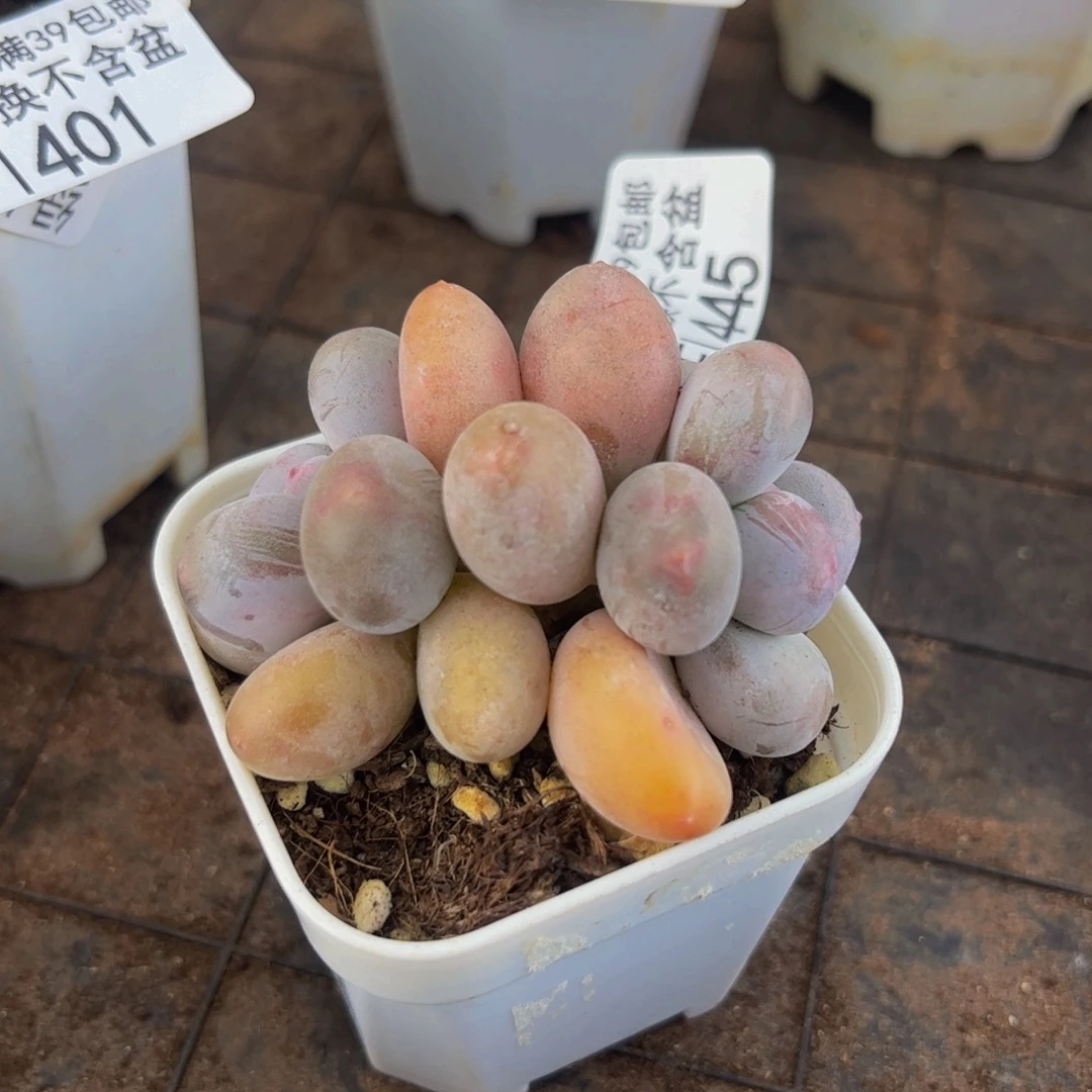 445-小糖豆多肉4cm