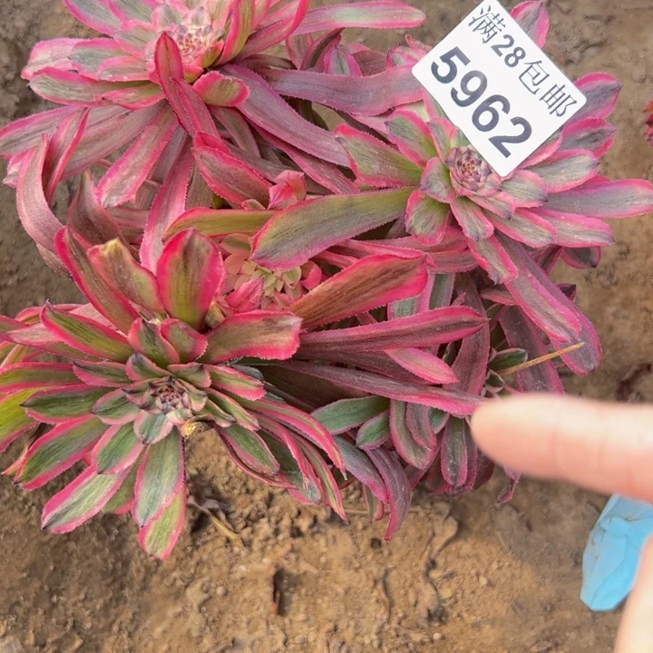 5962粉钻多肉植物