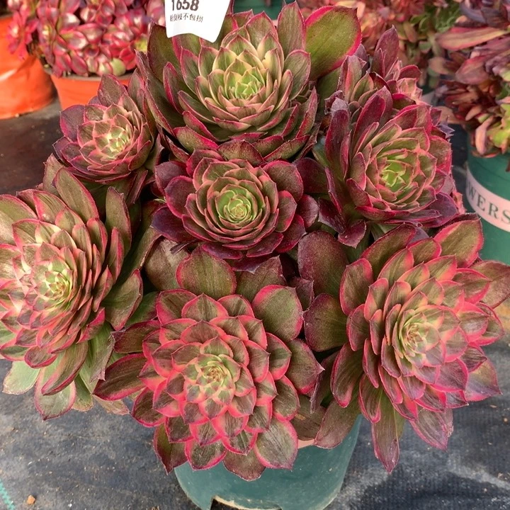 不**续1658莲花座多肉植物