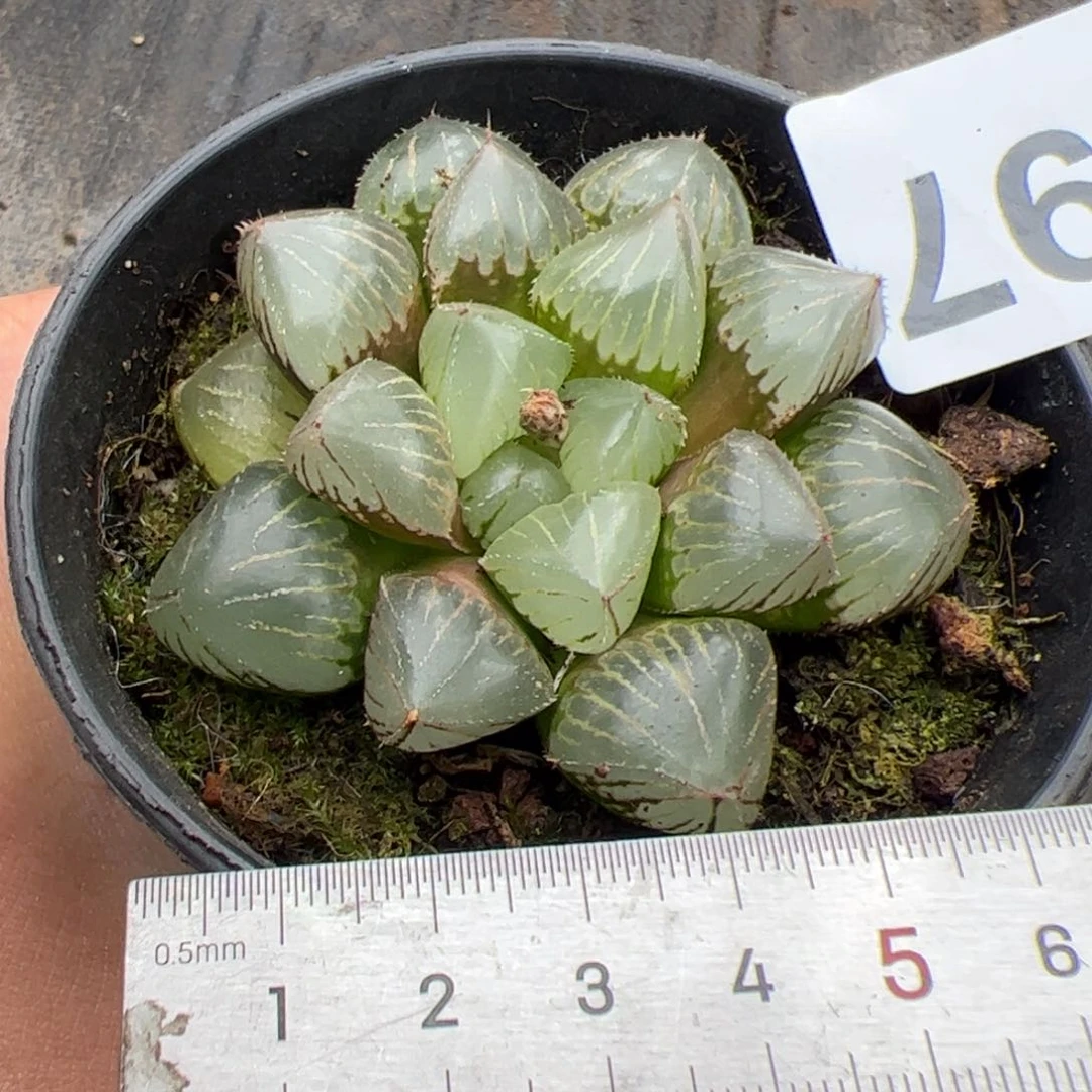 297 多肉植物组合盆栽