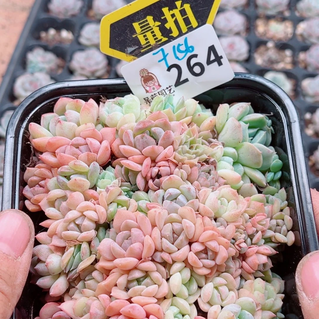 多肉植物多肉植物