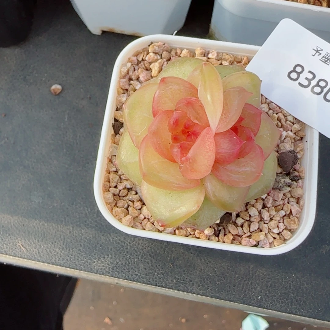 灵泽珍妮，8380多肉植物